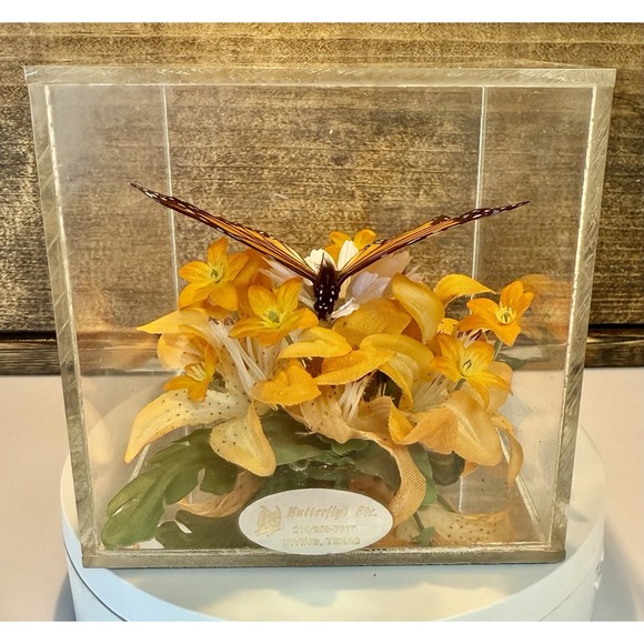 Vintage 1970s Real Monarch Butterfly Display Taxidermy Acrylic Case Decor - Picture 2 of 13